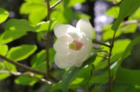 明治温泉に自生するオオヤマレンゲ