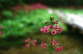 くりんそう、本沢温泉行にて